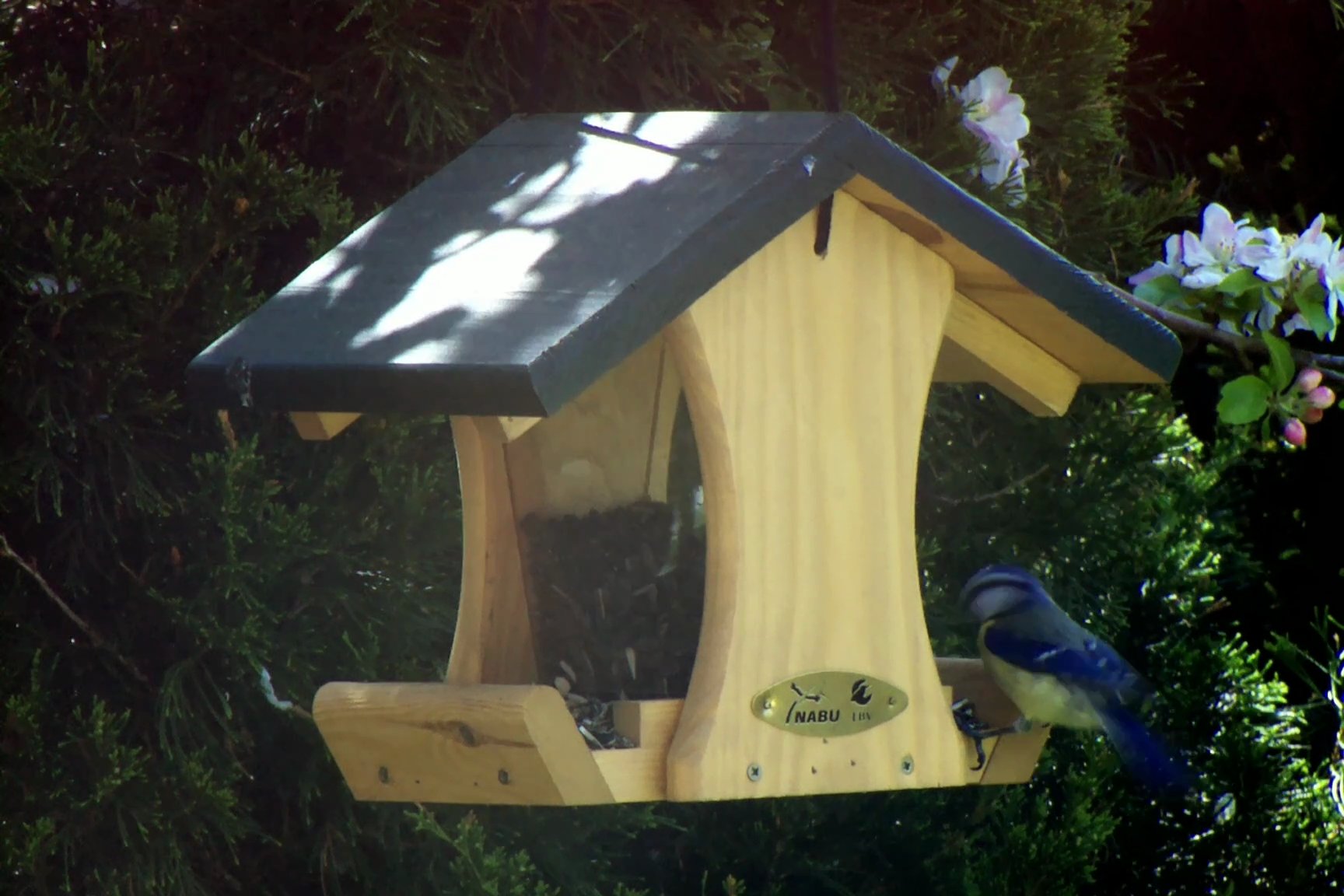 Blaumeise