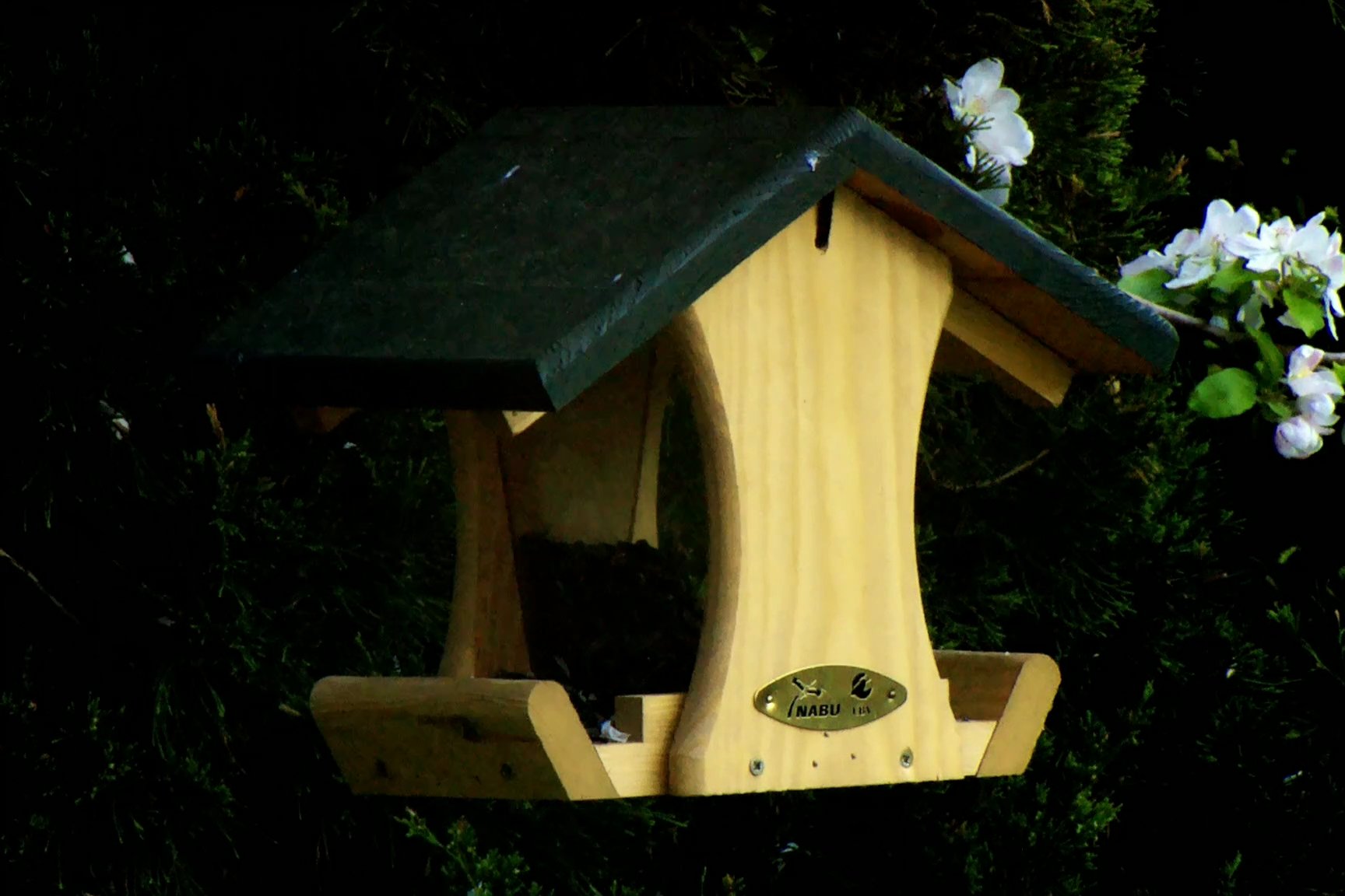 Amsel