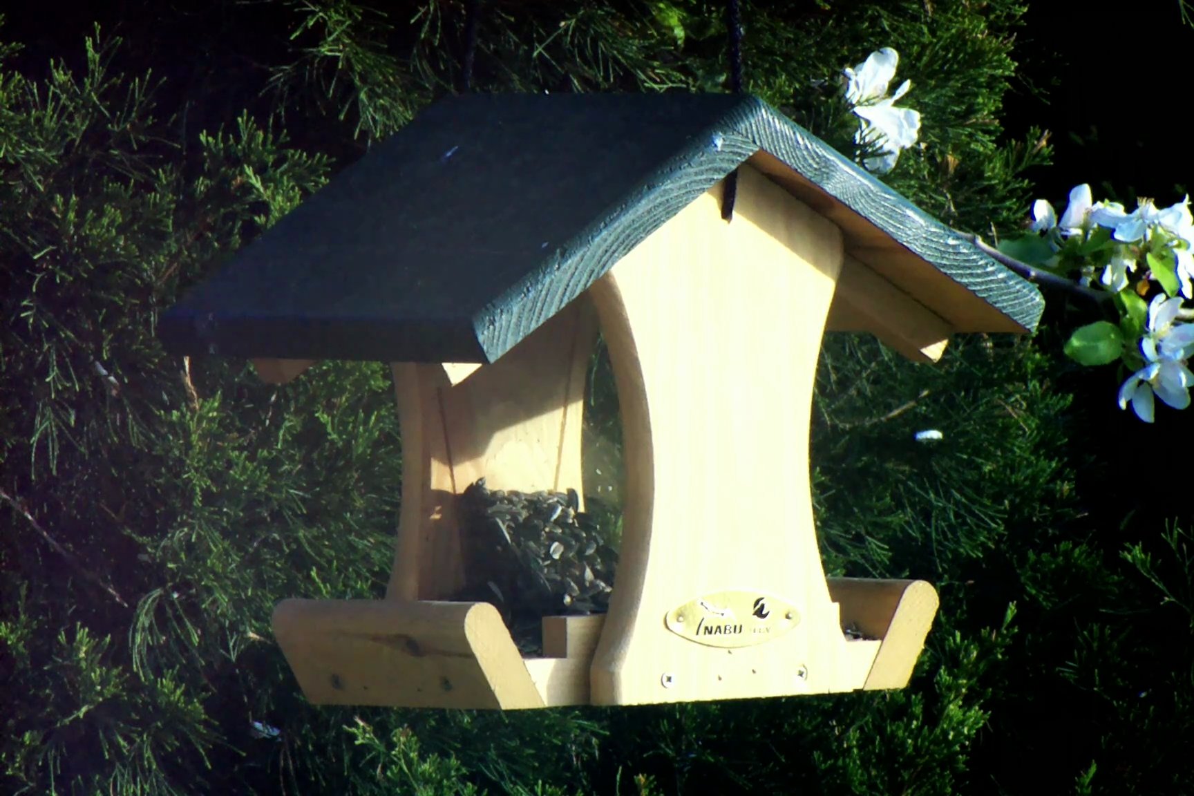 Amsel