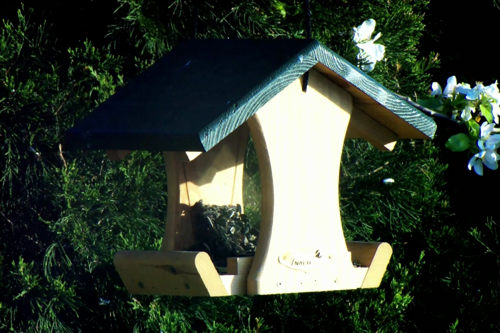 Amsel