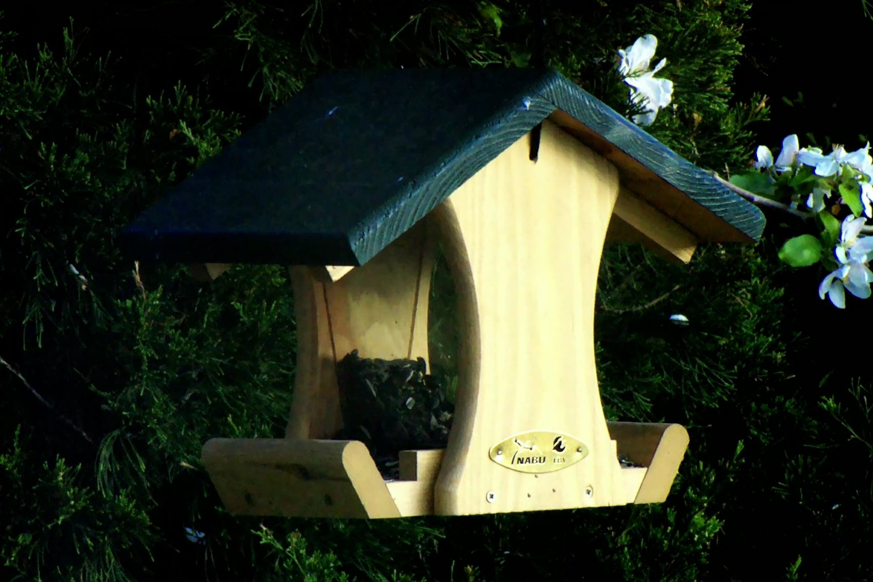 Amsel