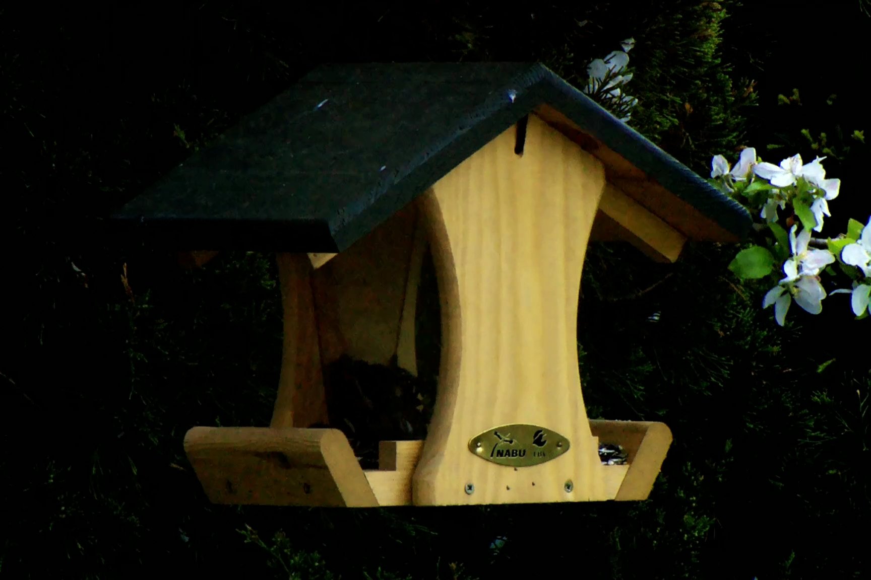 Waschbär